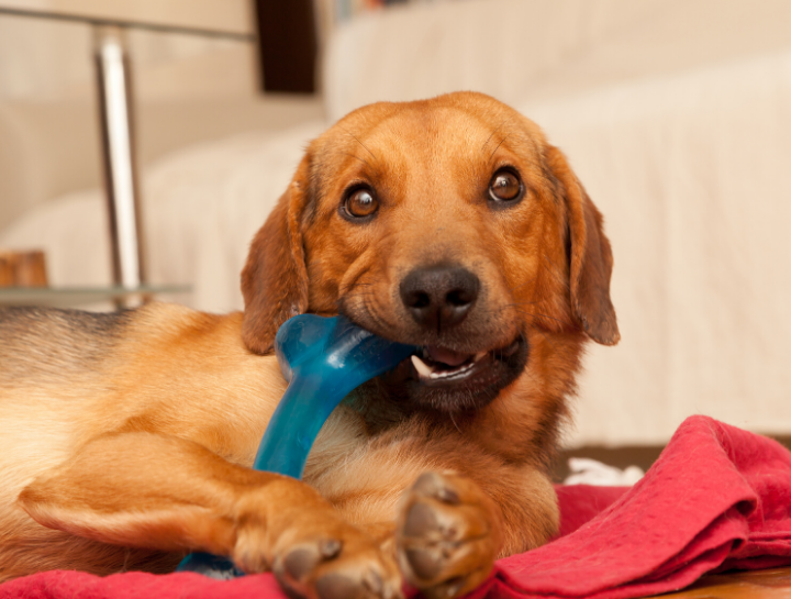 Preventive Pet Dental Care