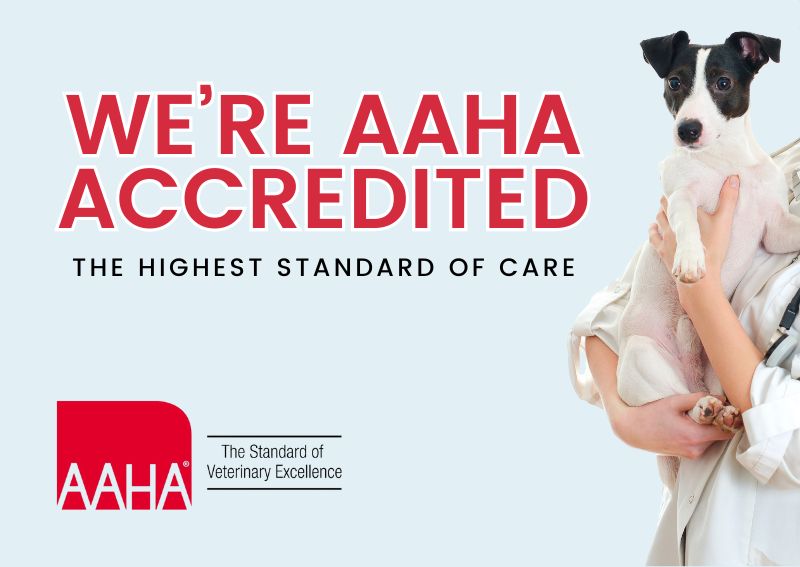 Carousel Slide 1: Learn More About Why AAHA Matters >
